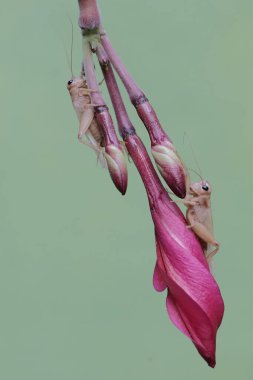 İki tarla cırcır böceği frangipani çiçeği yiyor. Bu böceğin bilimsel adı Gryllus Campestris..