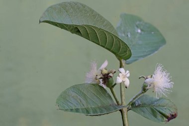 Guava çiçeğinin güzelliği tam çiçek açmış. Bu bitkinin birçok küçük tohumu vardır, bilimsel adı Psidium guajava L 'dir..