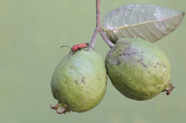 Uzun boynuzlu bir böcek olan Euryphagus lundii guava meyvesinde yiyecek arıyor. Bu böceklerin larvaları genellikle odunları delip canlı kütüklere zarar verir..