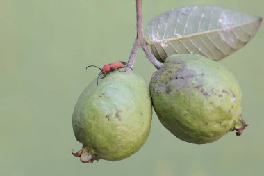A longhorned beetle of the species Euryphagus lundii is looking for food in guava fruit. The larvae of these beetles usually drill into wood and can cause damage to living logs. clipart