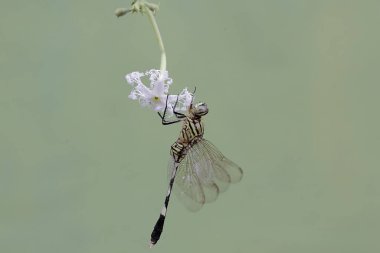 Kanatlı fasulye yiyen yeşil bir bataklık şahini. Bu böceğin bilimsel adı Orthetrum Sabina..