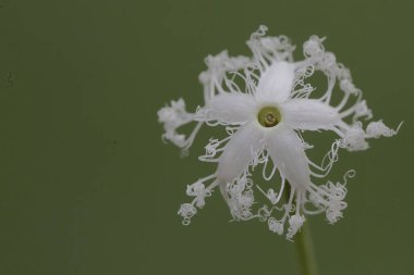 Kanatlı fasulye çiçeklerinin güzelliği. Meyvelerinin bağışıklık sistemini güçlendirdiğine inanılan bu bitkinin bilimsel adı Psophocarpus tetragonolobus 'tur..
