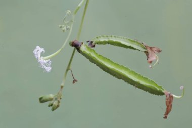 Genç kanatlı fasulyeler taze yeşildirler. Meyvelerinin bağışıklık sistemini güçlendirdiğine inanılan bu bitkinin bilimsel adı Psophocarpus tetragonolobus 'tur..