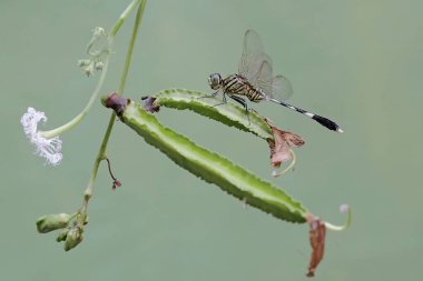 Kanatlı fasulye yiyen yeşil bir bataklık şahini. Bu böceğin bilimsel adı Orthetrum Sabina..