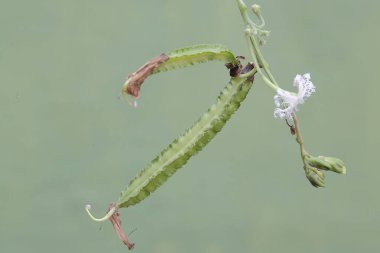 Genç kanatlı fasulyeler taze yeşildirler. Meyvelerinin bağışıklık sistemini güçlendirdiğine inanılan bu bitkinin bilimsel adı Psophocarpus tetragonolobus 'tur..