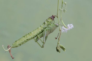 Yeşil bir çekirge kanatlı fasulye tomurcukları yiyor. Bu böcek çiçekleri, meyveleri ve taze yaprakları yemeyi sever..