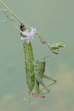Yeşil bir çekirge kanatlı fasulye tomurcukları yiyor. Bu böcek çiçekleri, meyveleri ve taze yaprakları yemeyi sever..