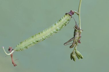 Yeşil bir çekirge kanatlı fasulye tomurcukları yiyor. Bu böcek çiçekleri, meyveleri ve taze yaprakları yemeyi sever..