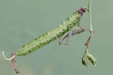 Yeşil bir çekirge kanatlı fasulye tomurcukları yiyor. Bu böcek çiçekleri, meyveleri ve taze yaprakları yemeyi sever..