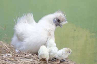 Yetişkin bir dişi ipek tavuk yumurtadan yeni çıkmış yavrularına büyük bir sevgiyle bakıyor. Bu hayvanın bilimsel adı Gallus gallus domesticus..