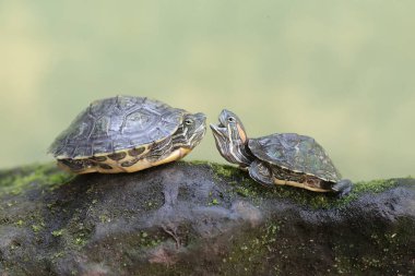 İki kırmızı kulaklı kaplumbağa günlük aktivitelerine başlamadan önce güneşleniyor. Bu sürüngenin bilimsel adı Trachemys scripta elegans.