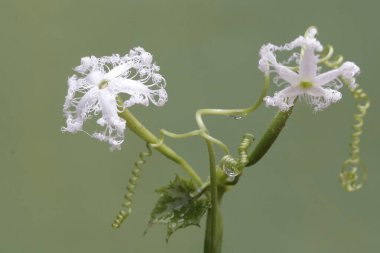 Kanatlı fasulye çiçeklerinin güzelliği. Meyvelerinin bağışıklık sistemini güçlendirdiğine inanılan bu bitkinin bilimsel adı Psophocarpus tetragonolobus 'tur..