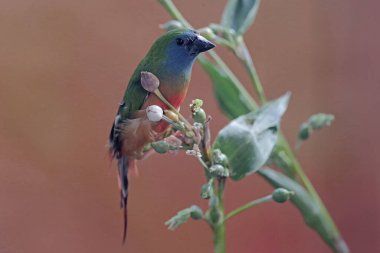 A pin-tailed parrotfinch is eating Job's tears seeds. This beautiful, rainbow-colored bird has the scientific name Erythrura prasina. clipart