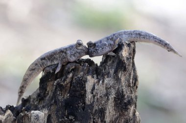 Two barred mudskippers resting on a weathered tree trunk on the edge of the beach estuary. This fish, which is mostly done in the mud, has the scientific name Periophthalmus argentilineatus. clipart