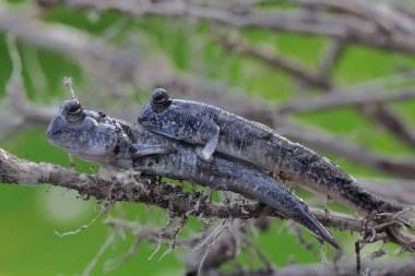 Sahilin kıyısındaki yıpranmış bir ağaç gövdesinde dinlenen iki demir parmaklıklı çamur kaptanı. Çoğunlukla çamurda yapılan bu balığın bilimsel adı Periophthalmus Argentilineatus..