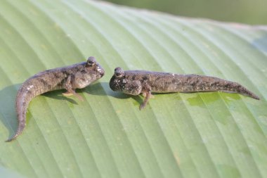 Two barred mudskipper fish are resting on dry leaves washed by the river water. This fish, which is mostly done in the mud, has the scientific name Periophthalmus argentilineatus. clipart