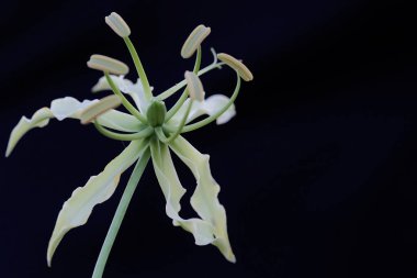 Nilüfer çiçeğinin güzelliği (Gloriosa superba) tam çiçeklenmiştir. Lüks görünen bu güzel çiçek Endonezya 'daki tropikal ormanlarda yetişiyor.. 