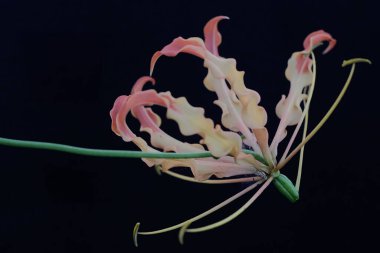 Nilüfer çiçeğinin güzelliği (Gloriosa superba) tam çiçeklenmiştir. Lüks görünen bu güzel çiçek Endonezya 'daki tropikal ormanlarda yetişiyor.. 