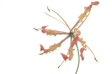 Nilüfer çiçeğinin güzelliği (Gloriosa superba) tam çiçeklenmiştir. Lüks görünen bu güzel çiçek Endonezya 'daki tropikal ormanlarda yetişiyor.. 