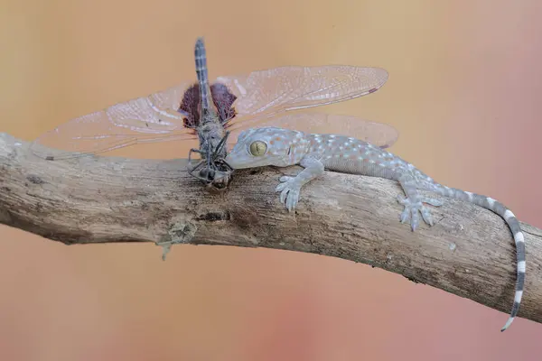 Stock image A young tokay gecko is preying on a dragonfly. This reptile has the scientific name Gekko gecko.