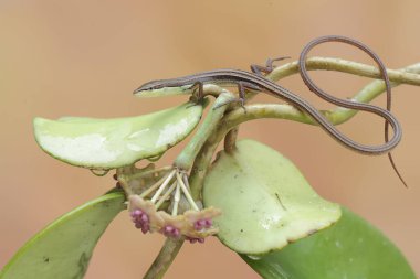 Uzun kuyruklu bir çim kertenkelesi günlük aktivitelerine başlamadan önce bir mangrov bitkisinin dallarında güneşleniyor. Bu uzun kuyruklu sürüngenin bilimsel adı Takydromus sexlineatus..