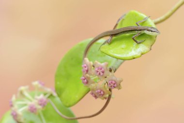 Uzun kuyruklu bir çim kertenkelesi günlük aktivitelerine başlamadan önce bir mangrov bitkisinin dallarında güneşleniyor. Bu uzun kuyruklu sürüngenin bilimsel adı Takydromus sexlineatus..