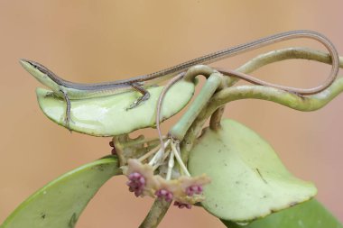 Uzun kuyruklu bir çim kertenkelesi günlük aktivitelerine başlamadan önce bir mangrov bitkisinin dallarında güneşleniyor. Bu uzun kuyruklu sürüngenin bilimsel adı Takydromus sexlineatus..