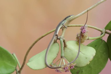 Uzun kuyruklu bir çim kertenkelesi günlük aktivitelerine başlamadan önce bir mangrov bitkisinin dallarında güneşleniyor. Bu uzun kuyruklu sürüngenin bilimsel adı Takydromus sexlineatus..