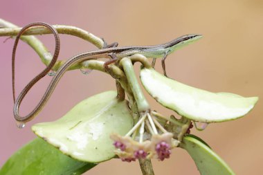 Uzun kuyruklu bir çim kertenkelesi günlük aktivitelerine başlamadan önce bir mangrov bitkisinin dallarında güneşleniyor. Bu uzun kuyruklu sürüngenin bilimsel adı Takydromus sexlineatus..