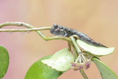 Kıyı şeridindeki çalılıklarda istirahat eden bir çamur sıçanı balığı. Çoğunlukla çamurda yapılan bu balığın bilimsel adı Periophthalmus Argentilineatus..