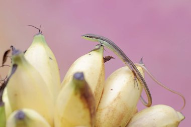 Uzun kuyruklu bir çim kertenkelesi günlük aktivitelerine başlamadan önce bir mangrov bitkisinin dallarında güneşleniyor. Bu uzun kuyruklu sürüngenin bilimsel adı Takydromus sexlineatus..