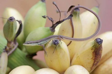 Uzun kuyruklu bir çim kertenkelesi günlük aktivitelerine başlamadan önce bir mangrov bitkisinin dallarında güneşleniyor. Bu uzun kuyruklu sürüngenin bilimsel adı Takydromus sexlineatus..