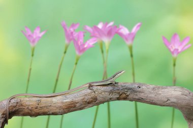Uzun kuyruklu bir kertenkele günlük aktivitelerine başlamadan önce güneşleniyor. Bu uzun kuyruklu sürüngenin bilimsel adı Takydromus sexlineatus..