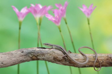 Uzun kuyruklu bir kertenkele günlük aktivitelerine başlamadan önce güneşleniyor. Bu uzun kuyruklu sürüngenin bilimsel adı Takydromus sexlineatus..