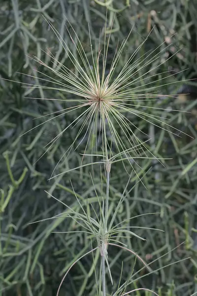 stock image A stretch of waterpink grass that grows abundantly on the beach. This grass, which is also known as running grass, has the scientific name Spinifex longifolius.