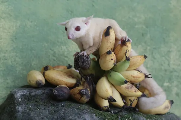 stock image A young albino sugar glider eating a bunch of ripe bananas that fell to the ground. This mammal has the scientific name Petaurus breviceps.