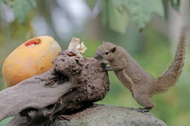 Olgun papaya yiyen bir muz sincabı yere düştü. Bu kemirgen memelinin bilimsel adı Callosciurus notatus..