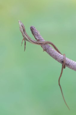 Uzun kuyruklu bir çim kertenkelesi günlük aktivitelerine başlamadan önce anthurium meyve ampulünde güneşleniyor. Bu uzun kuyruklu sürüngenin bilimsel adı Takydromus sexlineatus..