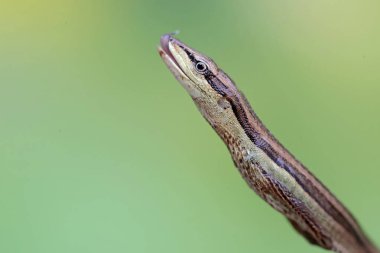 Uzun kuyruklu çim kertenkelesinin kafası çok şık görünüyor. Bu uzun kuyruklu sürüngenin bilimsel adı Takydromus sexlineatus..