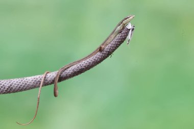 Uzun kuyruklu bir çim kertenkelesi, beyaz bir kelebeği anturyum meyve soğanıyla avlıyor. Bu uzun kuyruklu sürüngenin bilimsel adı Takydromus sexlineatus..