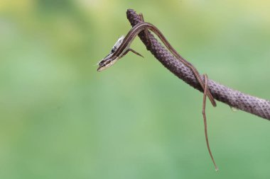 Uzun kuyruklu bir çim kertenkelesi, beyaz bir kelebeği anturyum meyve soğanıyla avlıyor. Bu uzun kuyruklu sürüngenin bilimsel adı Takydromus sexlineatus..