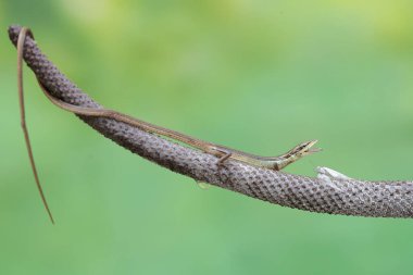 Uzun kuyruklu bir çim kertenkelesi, beyaz bir kelebeği anturyum meyve soğanıyla avlıyor. Bu uzun kuyruklu sürüngenin bilimsel adı Takydromus sexlineatus..