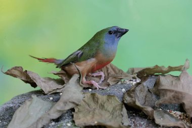 A male pin-tailed parrotfinch is looking for food on a moss-covered rock. This bird, whose feathers are beautiful like the colors of a rainbow, has the scientific name Erythrura prasina. clipart