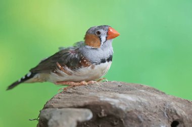 Erkek bir zebra ispinozu çürümüş bir ağaç gövdesinde yiyecek arıyor. Bu küçük, güzel renkli kuşun bilimsel adı Taeniopygia guttata.