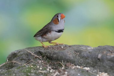 Erkek bir zebra ispinozu çürümüş bir ağaç gövdesinde yiyecek arıyor. Bu küçük, güzel renkli kuşun bilimsel adı Taeniopygia guttata.