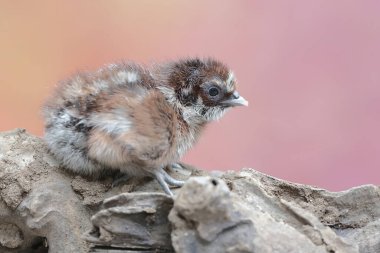 Kuru odunların üzerine tünemiş bir günlük bir yavru. Bu hayvanın bilimsel adı Gallus gallus domesticus.. 