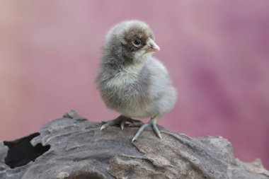 Yumurtadan yeni çıkmış bir yavru çürüyen bir ağaç gövdesinde yiyecek bulmayı öğreniyor. Bu hayvanın bilimsel adı Gallus gallus domesticus..