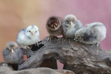 Yumurtadan yeni çıkmış birkaç yavru çürüyen ağaç gövdelerinde yiyecek bulmayı öğreniyor. Bu hayvanın bilimsel adı Gallus gallus domesticus..