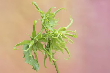 Cananga kokulu çiçek açmış. Bu çiçeğin güzel bir kokusu vardır bu yüzden genellikle parfüm için kullanılır.. 