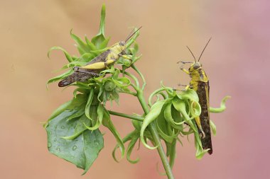 Locusta göçmen türünün iki çekirgesi genç kananga çiçeklerini yiyorlar..
